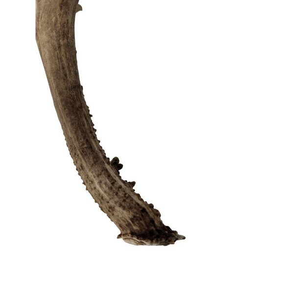 Matching Deer Antlers Set Real Antlers Rustic Decor Craft Pair for Cabin Farmhou - Picture 8 of 11